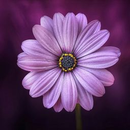 NATURALCAPTURES