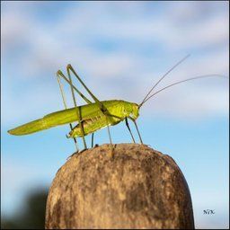 NikoNat avatar