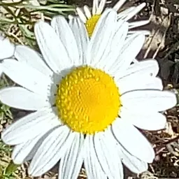 nilom avatar
