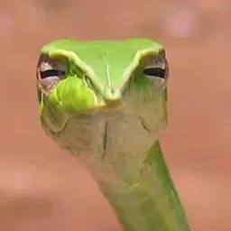 Nope Rope avatar