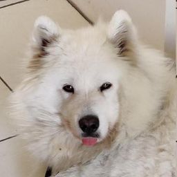 Nouchka avatar