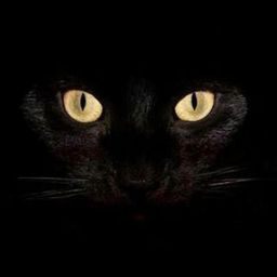 oli2tak avatar