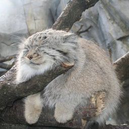 one-manul avatar