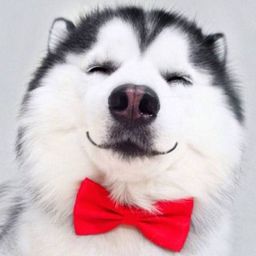 ononezore avatar