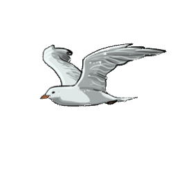 Pacific Coast avatar