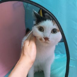 움베르트 에코