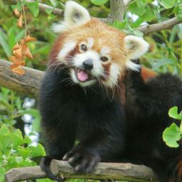 Pandasquad avatar
