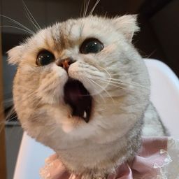 Paopao