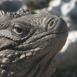pardinus avatar