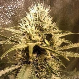 Pass A Joint
