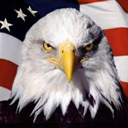 patriotsunited avatar