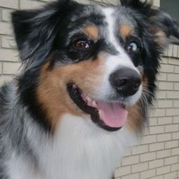 Paws Dog avatar