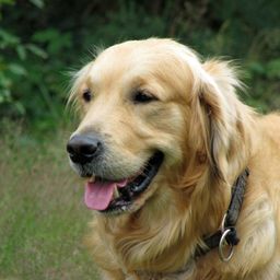 pdsa-supporter avatar