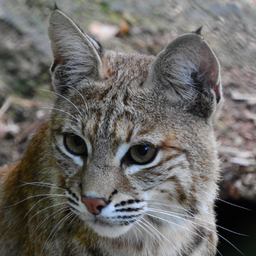 In Perpetuum Lynx avatar