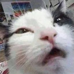 Pet Memes avatar