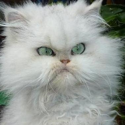 PetrMisan avatar