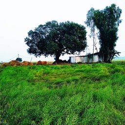 photographybd avatar