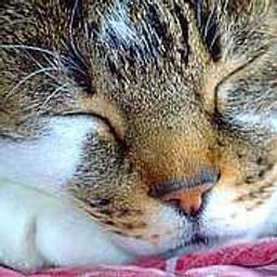 Piteur