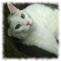 pixiehunter avatar