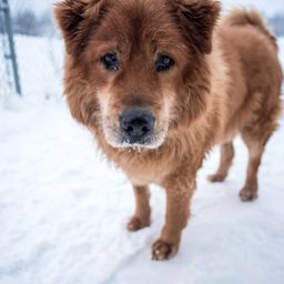 DOGS JOURNEY HOME avatar