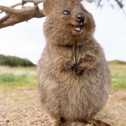Pooky Bigglesworth avatar