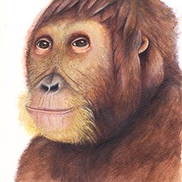PrimitiveApe avatar
