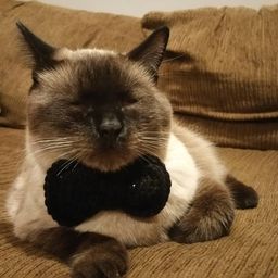 probablecat