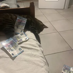 pussolinj avatar