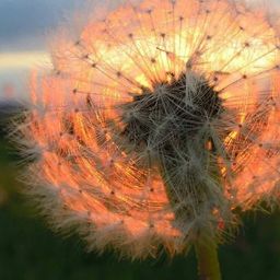 Pusteblume avatar