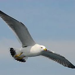 Seagull avatar