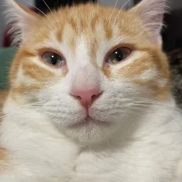 queengaga avatar