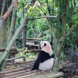 Qiqi avatar