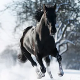 raddog avatar