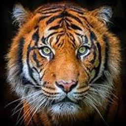 rawn avatar