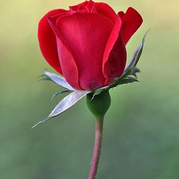 red-rose avatar