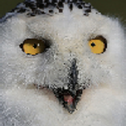 regularowl avatar