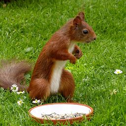 rodent avatar