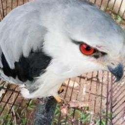 roybahanan avatar