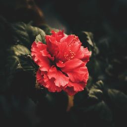 roserose avatar