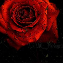 rosesopenweekend avatar