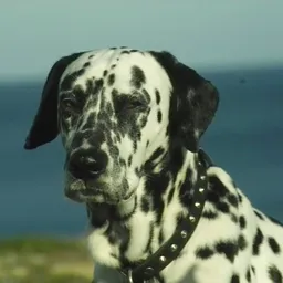 Ruralio avatar