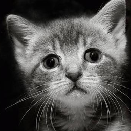 SadKitten avatar