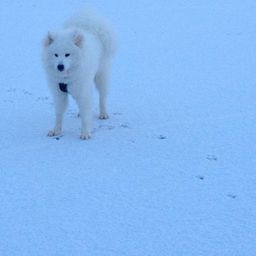 Samoyed avatar