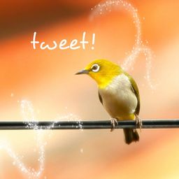 sazbird avatar