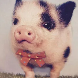 Schweinchen avatar