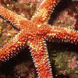 seastar avatar
