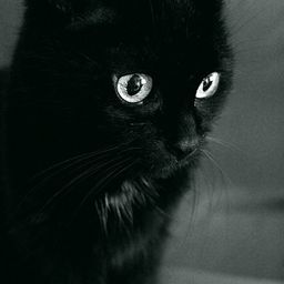shadowcat avatar