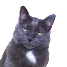 SLick Rick avatar