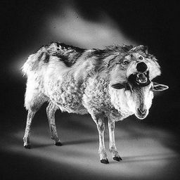 Sheep in Wolves  avatar