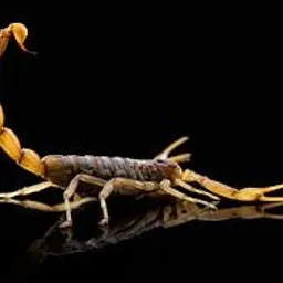 scorpion  avatar